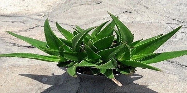 تصویر 4 از خرید و فروش گیاه آلوئه ورا شاخ بزی با شرایط فوق العاده